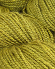Yellow Birch