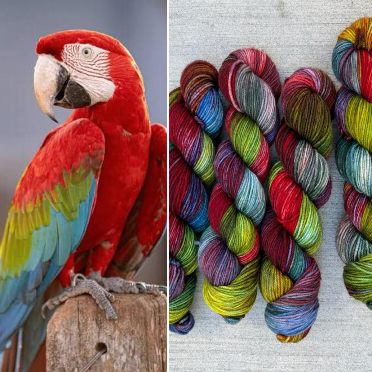 Polka Dot LYS Special Macaw